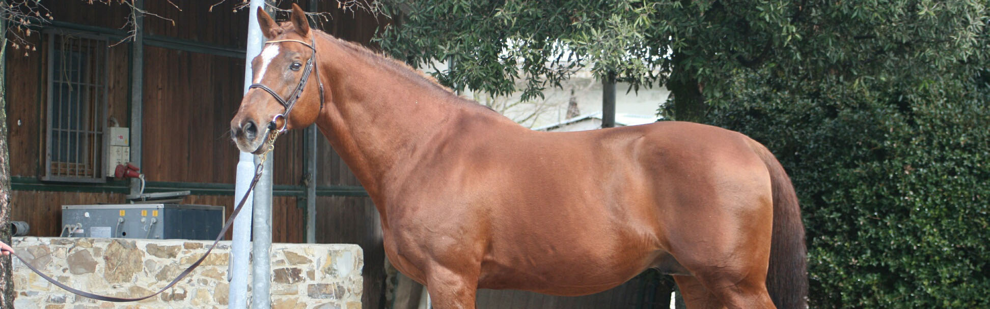 Can Can del Terriccio Best Stallion Italy Biancospino Breeding Sport Horses 