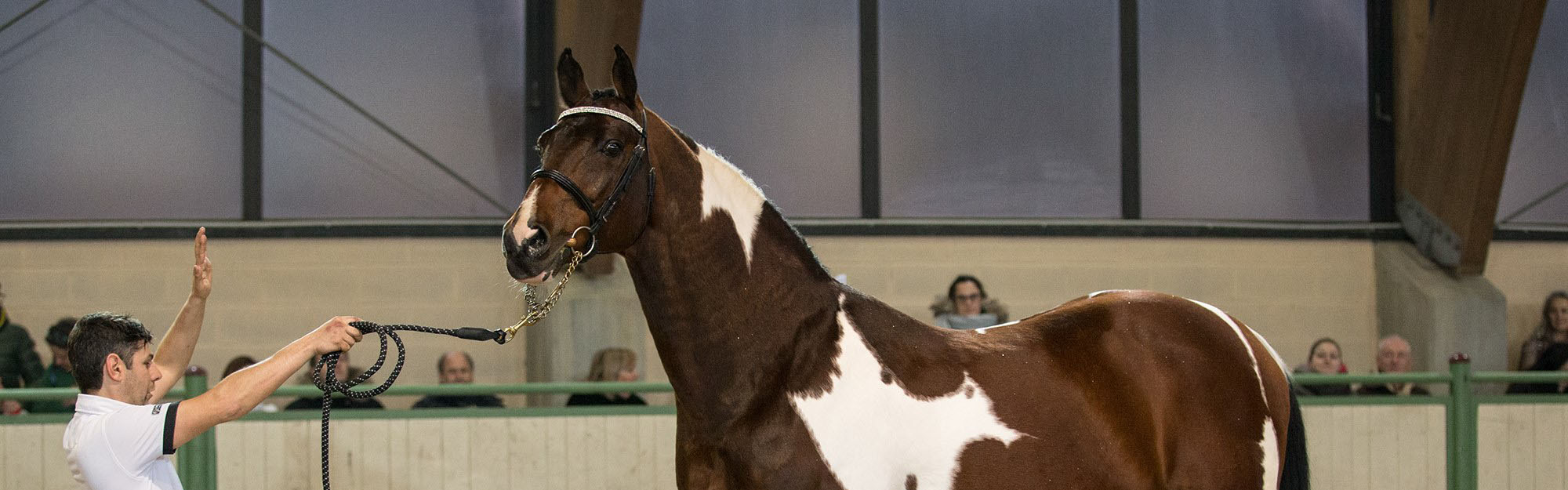 Utah Van Erpekom Best Colored Stallion in the World Biancospino Italy  